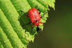 Haselblattroller (Apoderus coryli)