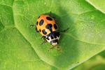 Berg-Marienk&auml;fer (Hippodamia notata)