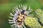 Gefleckter Bl&uuml;tenbock (Pachytodes cerambyciformis)