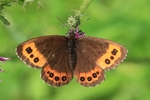 Wei&szlig;bindiger Mohrenfalter (Erebia ligea)