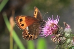 Wei&szlig;bindiger Mohrenfalter (Erebia ligea)
