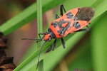 Zimtwanze (Corizus hyoscyami)