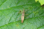 Ohne deutschen Namen (Nabis lineatus)