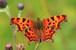 C-Falter (Polygonia c-album)