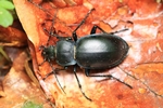 Glatter Laufk&auml;fer (Carabus glabratus)