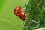 Distel-Flohk&auml;fer (Sphaeroderma testaceum)