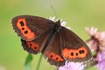 Wei&szlig;bindiger Mohrenfalter (Erebia ligea)