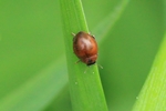 Gras-Marienk&auml;fer (Cynegetis impunctata)