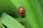 Gras-Marienk&auml;fer (Cynegetis impunctata)