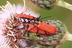 R&uuml;ssel-Rotdeckenk&auml;fer (Lygistopterus sanguineus)