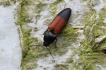Geg&uuml;rtelter Schnellk&auml;fer (Ampedus balteatus)
