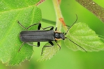 Eichenweichk&auml;fer (Cantharis obscura)