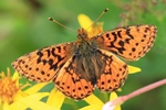 Hochmoor-Perlmuttfalter (Boloria aquilonaris) 