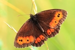 Wei&szlig;bindiger Mohrenfalter (Erebia ligea)