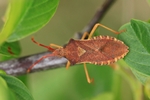 Ohne deutschen Namen (Gonocerus acuteangulatus)