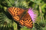 Gro&szlig;er Perlmuttfalter (Argynnis aglaja)