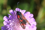 Sechsfleckwidderchen (Zygaena filipendulae)