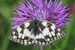 Schachbrett (Melanargia galathea)