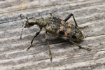 Schwarzfleckiger Zangenbock (Rhagium mordax)