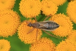 Ohne deutschen Namen (Nabis flavomarginatus)