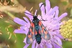 Sechsfleckwidderchen (Zygaena filipendulae)