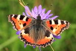 Kleiner Fuchs (Aglais urticae)