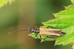 Gemeiner Schenkelk&auml;fer (Oedemera femorata)