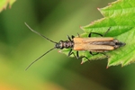 Gemeiner Schenkelk&auml;fer (Oedemera femorata)