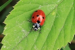 Siebenpunkt-Marienk&auml;fer (Coccinella septempunctata)