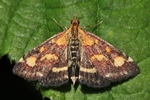 Purpurroter Z&uuml;nsler (Pyrausta purpuralis)