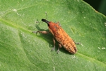 R&ouml;tlicher St&auml;ngelr&uuml;ssler (Lixus sanguineus)