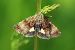 Hornkraut-Tageulchen (Panemeria tenebrata)