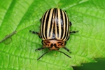 Kartoffelk&auml;fer (Leptinotarsa decemlineata)