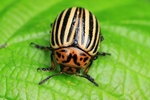 Kartoffelk&auml;fer (Leptinotarsa decemlineata)