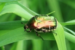 Rosenk&auml;fer (Cetonia aurata)