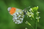 Aurorafalter - M&auml;nnchen (Anthocharis cardamines)