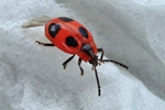 Scharlachroter Pilzk&auml;fer (Endomychus coccineus)