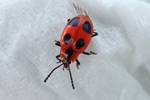 Scharlachroter Pilzk&auml;fer (Endomychus coccineus)