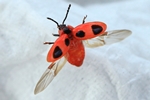 Scharlachroter Pilzk&auml;fer (Endomychus coccineus)