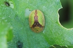 Rostiger Schildk&auml;fer (Cassida vibex)