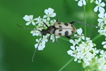 Gefleckter Bl&uuml;tenbock (Pachytodes cerambyciformis)