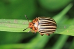 Kartoffelk&auml;fer (Leptinotarsa decemlineata)