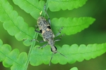 Schwarzfleckiger Zangenbock (Rhagium mordax)