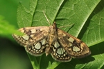 Holunderz&uuml;nsler (Anania coronata)