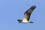 Fischadler (Pandion haliaetus)