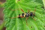 Echter Widderbock oder Gemeiner Widderbock (Clytus arietis)