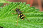 Echter Widderbock oder Gemeiner Widderbock (Clytus arietis)