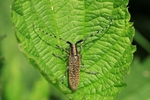 Scheckhorn-Distelbock (Agapanthia villosoviridescens)