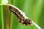 Ampfereule (Acronicta rumicis)