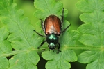 Gartenlaubk&auml;fer (Phyllopertha horticola)